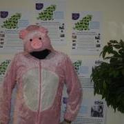 Penny the Pig is looking for a Business or Person to sponsor and take part