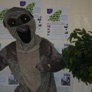 Mindy the Meerkat is looking for a Business or Person to sponsor and take part
