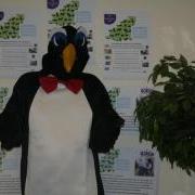 Pip the Penguin is looking for a Business or Person to sponsor and take part
