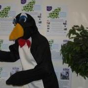 Penny the Penguin is looking for a Business or Person to sponsor and take part