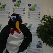 Paul the Penguin is looking for a Business or Person to sponsor and take part