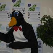 Perry the Penguin is looking for a Business or Person to sponsor and take part