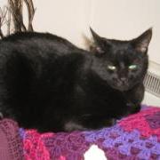 Mitzi the cat settled in her new home GSPCA Guernsey