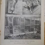 Stray Animals at the GSPCA in the 1930's