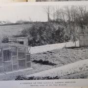 Some of the kennels at the GSPCA in the 1930's