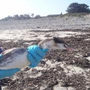 Adele the Grebe from Torrey Canyon released back to the wild Guernsey