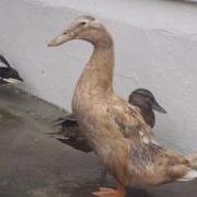 Gert the duck at the GSPCA, Guernsey