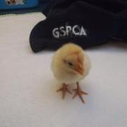 GSPCA membership, Guernsey animal chick
