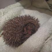 GSPCA Animal Shelter in Guernsey baby hoglet / hedgehog