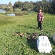 Robin on work experience at the GSPCA Guernsey releasing ducks back to the wild