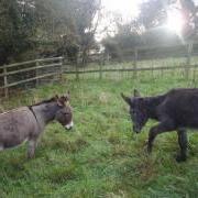 Dizzy and Naomi Guernsey Animals In Need, 2 donkeys at the GSPCA Animal Shelter looking for a new home