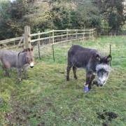Dizzy and Naomi Guernsey Animals In Need, 2 donkeys at the GSPCA Animal Shelter looking for a new home