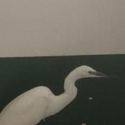Little Egret at the GSPCA in Guernsey