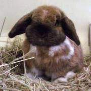 Bunny boom - lots of unwanted rabbits at the GSPCA Animal Shelter in St Andrews, Guernsey