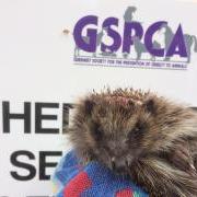 Rose an injured hedgehog at the GSPCA in Guernsey