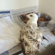 Tangle the gull injured by fishing line at the GSPCA in Guernsey