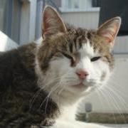 Mr Tiddles the cat at GSPCA Guernsey