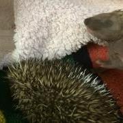 Tiggy and Winkle hoglets at the GSPCA in Guernsey
