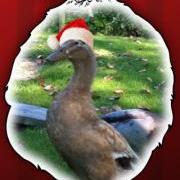 Gert the ducks Christmas card competition with Oscar Puffin - GSPCA Guernsey