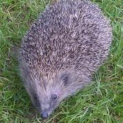 Hedgehogs Guernsey