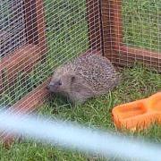 Hedgehogs Guernsey