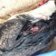 Stitch the injured Guillemot at the GSPCA in Guernsey