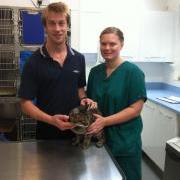 Thumbs the GSPCA Animal Shelter cat at Isabelle Vets in Guernsey
