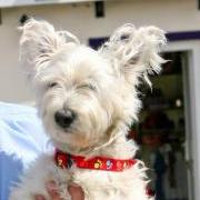 Katie the westie the GSPCA Manager Steve Byrne's dog at the GSPCA Guernsey