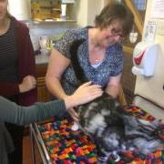 GSPCA Cat First Aid Course GSPCA Guernsey