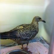 Injured gull from oil at the GSPCA in Guernsey