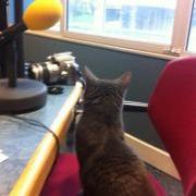 Please support Cinders the cat at the GSPCA - here she is on the JKT BBC Guernsey show
