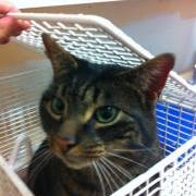 Dipstick the cat returned to his owner thanks to a microchip - GSPCA, Guernsey