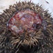 Rose head injury strimmer Guernsey GSPCA hedgehog