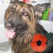 Rememebance Day - GSPCA Guernsey