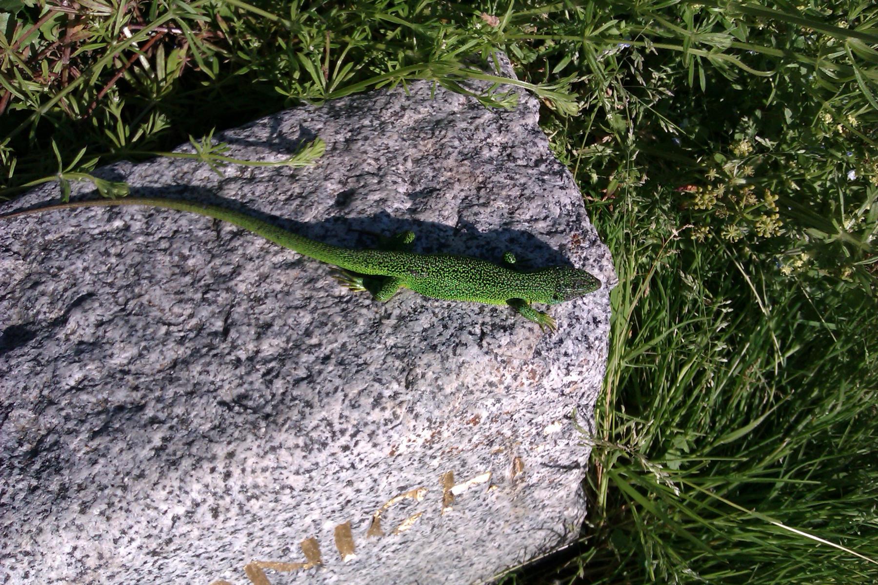 Lizard at Fort George Guernsey